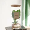La Green Touch - Clusia rosea princess en tube New