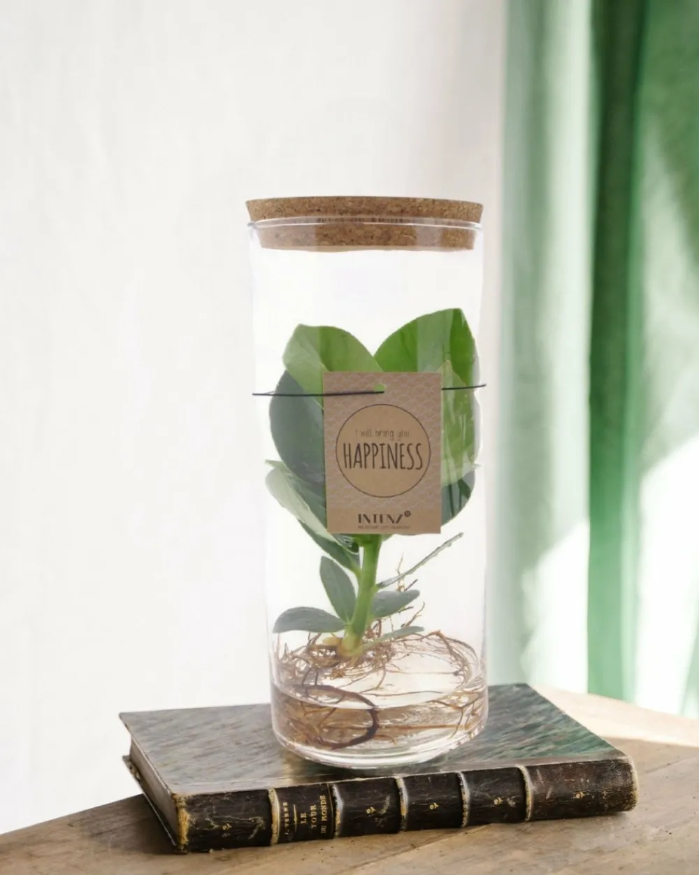 La Green Touch - Clusia rosea princess en tube New