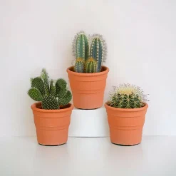 La Green Touch - Coffret cactus et ses caches-pots terracotta - lot de 3 plantes, h23cm Online