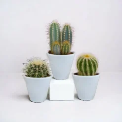 La Green Touch - Coffret cactus et ses caches-pots blancs - lot de 3 plantes, h18cm Outlet
