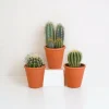 La Green Touch - Coffret cadeau cactus et ses caches-pots terracotta - lot de 3 plantes, h18cm