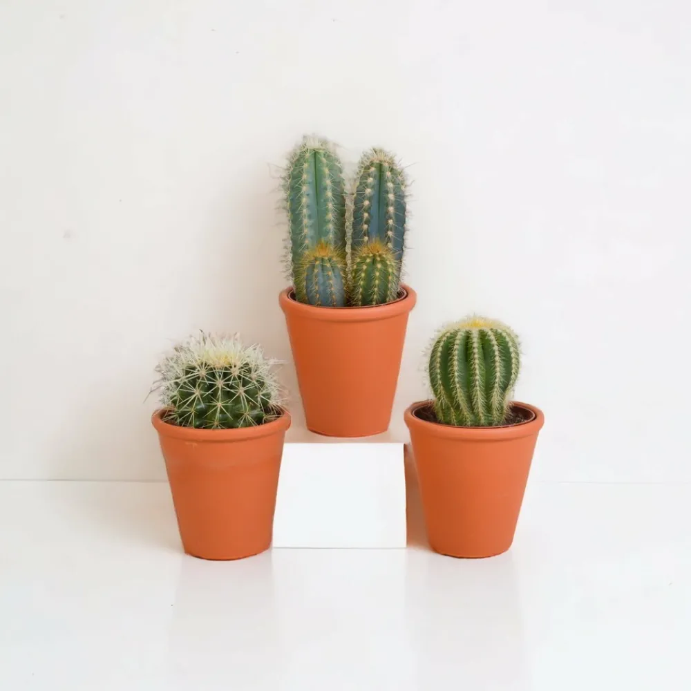 La Green Touch - Coffret cadeau cactus et ses caches-pots terracotta - lot de 3 plantes, h18cm