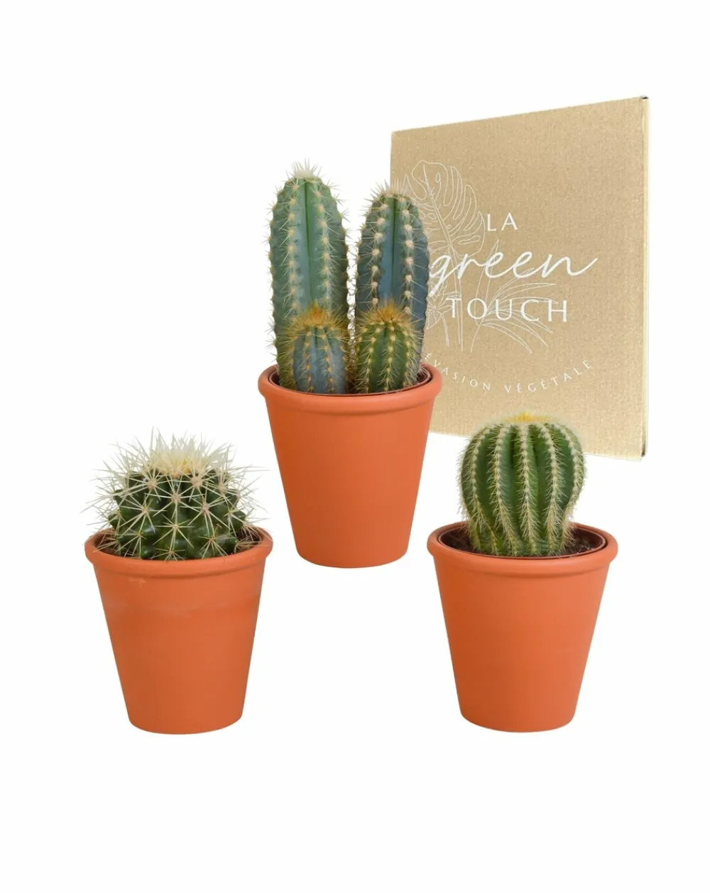 La Green Touch - Coffret cadeau cactus et ses caches-pots terracotta - lot de 3 plantes, h18cm