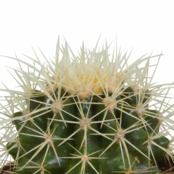 La Green Touch - Coffret cadeau cactus et ses caches-pots terracotta - lot de 3 plantes, h18cm