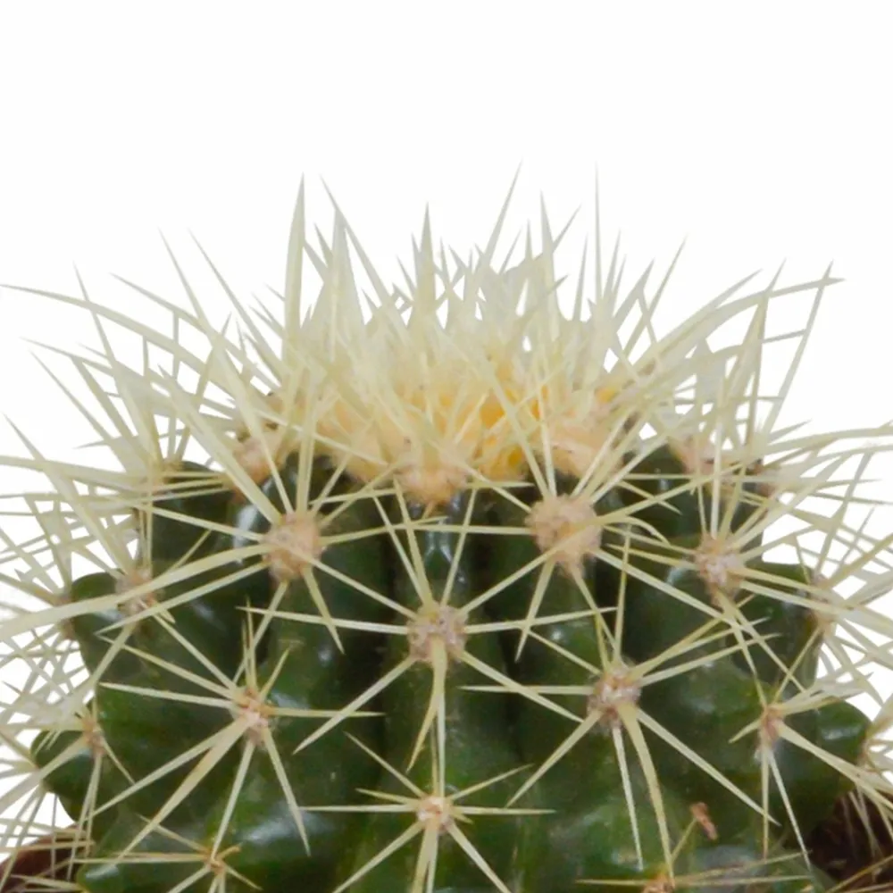 La Green Touch - Coffret cadeau cactus et ses caches-pots terracotta - lot de 3 plantes, h18cm