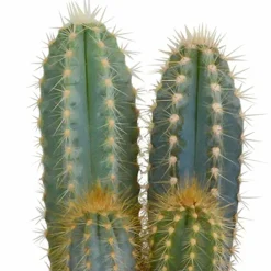 La Green Touch - Coffret cadeau cactus et ses caches-pots terracotta - lot de 3 plantes, h18cm