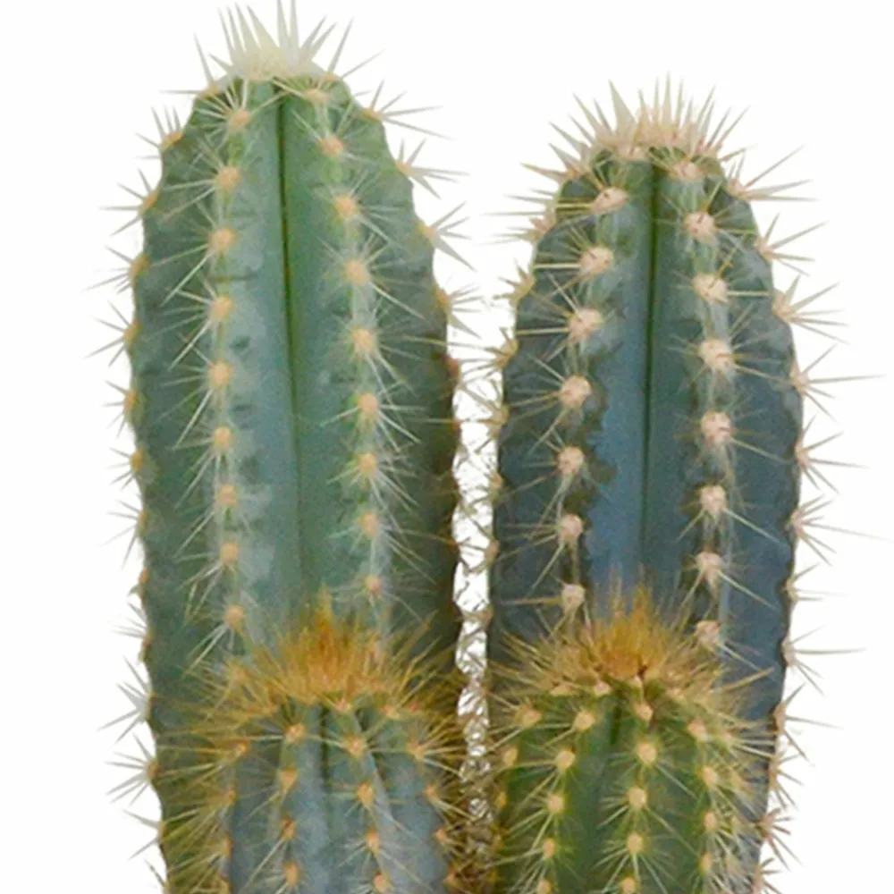 La Green Touch - Coffret cadeau cactus et ses caches-pots terracotta - lot de 3 plantes, h18cm
