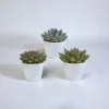 La Green Touch - Coffret cadeau echeveria et ses caches-pots blancs - lot de 3 plantes, h21cm New