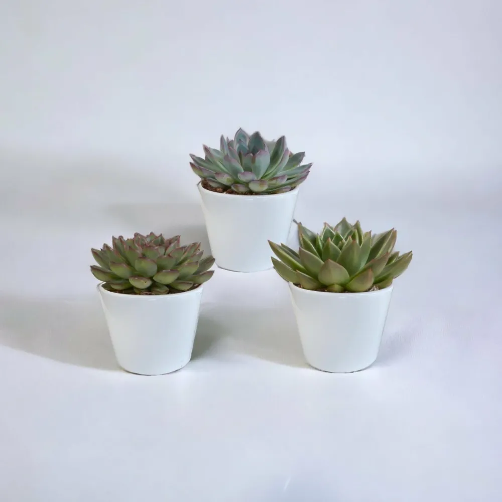 La Green Touch - Coffret cadeau echeveria et ses caches-pots blancs - lot de 3 plantes, h21cm New