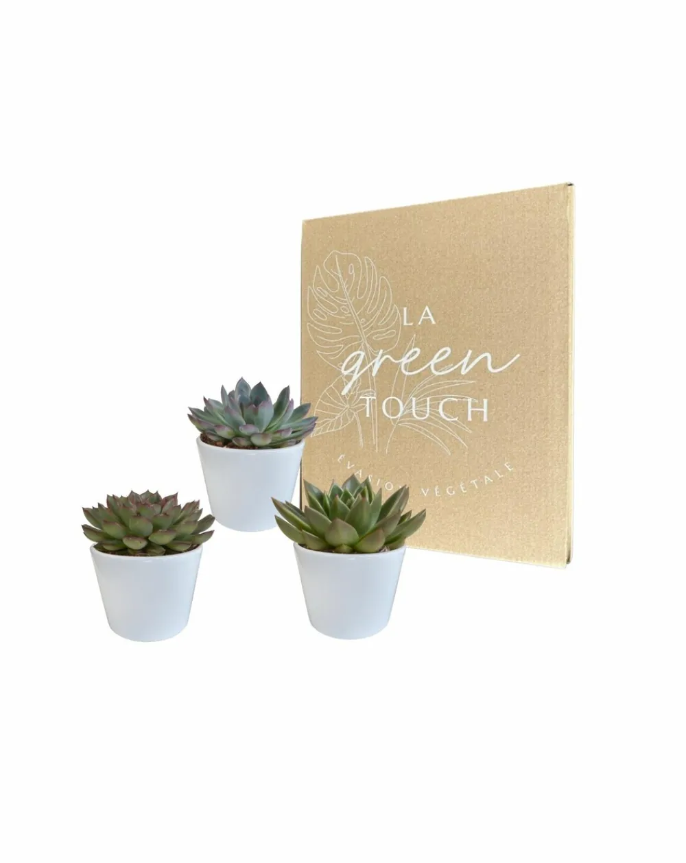 La Green Touch - Coffret cadeau echeveria et ses caches-pots blancs - lot de 3 plantes, h21cm New