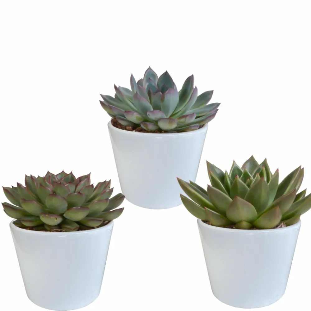 La Green Touch - Coffret cadeau echeveria et ses caches-pots blancs - lot de 3 plantes, h21cm New