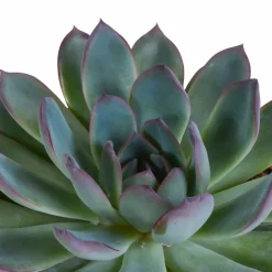 La Green Touch - Coffret cadeau echeveria et ses caches-pots blancs - lot de 3 plantes, h21cm New