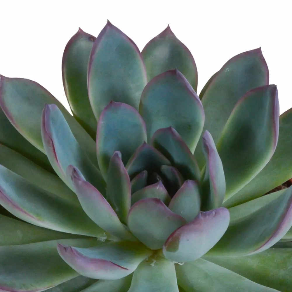 La Green Touch - Coffret cadeau echeveria et ses caches-pots blancs - lot de 3 plantes, h21cm New