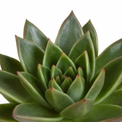 La Green Touch - Coffret cadeau echeveria et ses caches-pots blancs - lot de 3 plantes, h21cm New