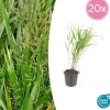 La Green Touch Plantes Vivaces | - Herbe du japon x20 – entre 1,25 et 1,67m2