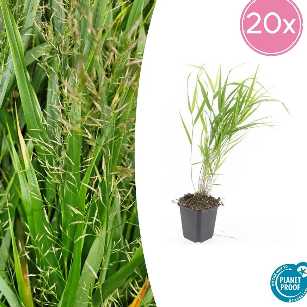 La Green Touch Plantes Vivaces | - Herbe du japon x20 – entre 1,25 et 1,67m2