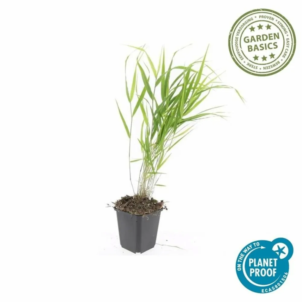 La Green Touch Plantes Vivaces | - Herbe du japon x20 – entre 1,25 et 1,67m2