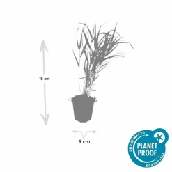 La Green Touch Plantes Vivaces | - Herbe du japon x20 – entre 1,25 et 1,67m2