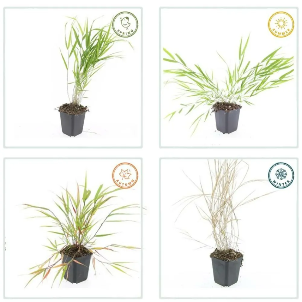 La Green Touch Plantes Vivaces | - Herbe du japon x20 – entre 1,25 et 1,67m2
