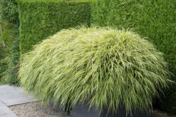 La Green Touch Plantes Vivaces | - Herbe du japon x20 – entre 1,25 et 1,67m2