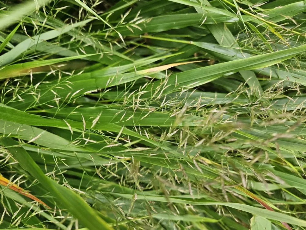 La Green Touch Plantes Vivaces | - Herbe du japon x20 – entre 1,25 et 1,67m2
