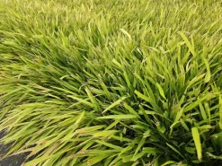 La Green Touch Plantes Vivaces | - Herbe du japon x20 – entre 1,25 et 1,67m2