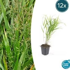 La Green Touch Plantes Vivaces | - Herbe du japon x20 – entre 1,25 et 1,67m2