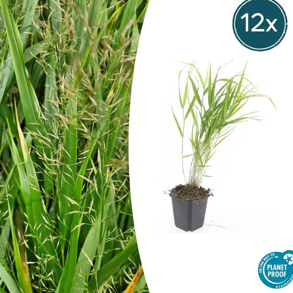 La Green Touch Plantes Vivaces | - Herbe du japon x20 – entre 1,25 et 1,67m2