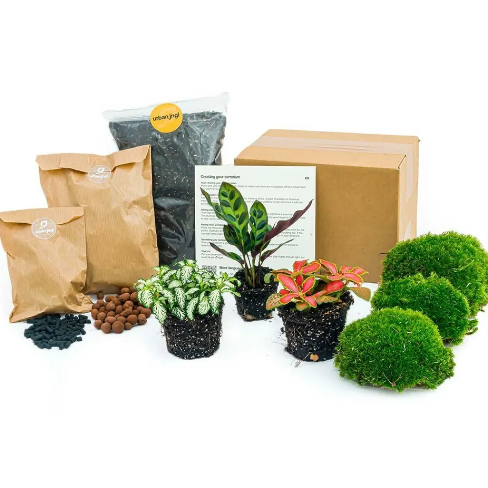 La Green Touch - Kit rempotage plantes pour terrarium 3 plantes : calathéa + 2 fittonia - Hot