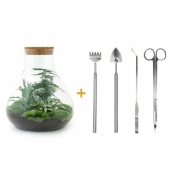 La Green Touch - Kit terrarium diy - samos sans led asparagus + fittonia + lierre - pelle + rateau + pince + ciseau