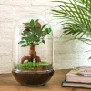 La Green Touch Terrariums Et Compositions | - Kit terrarium diy - mila sans led ficus - rateau + pelle + pince