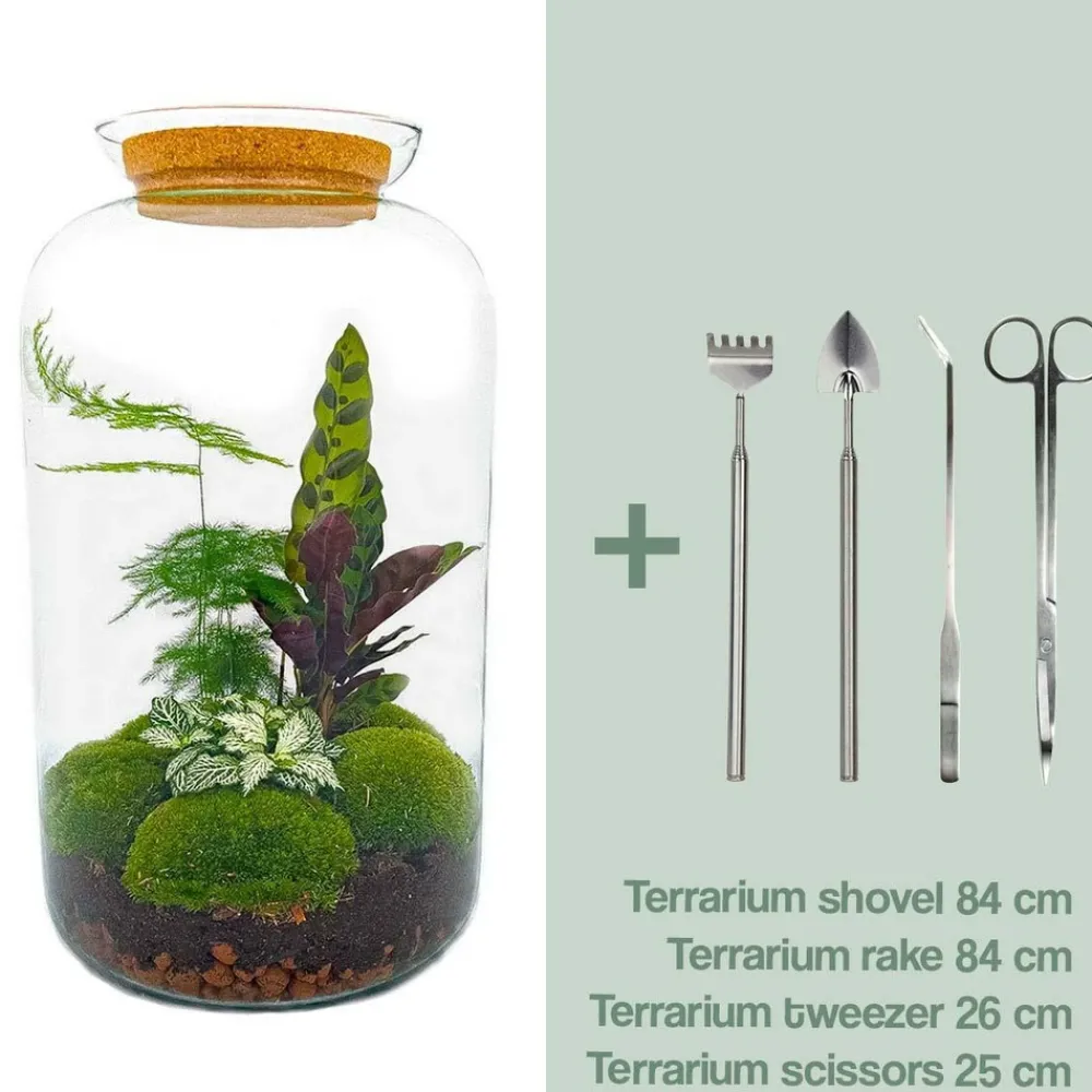 La Green Touch Terrariums Et Compositions | - Kit terrarium diy - bohol