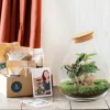 La Green Touch Terrariums Et Compositions | - Kit terrarium diy - doorn calathéa + caféier + fittonia - sans outil