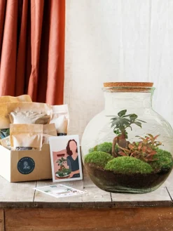 La Green Touch Terrariums Et Compositions | - Kit terrarium diy - teddy ficus + fittonia - rateau + pelle + pince + ciseaux