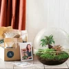 La Green Touch - Kit terrarium diy - dome xl ficus + 2 fittonia - rateau + pelle + pince