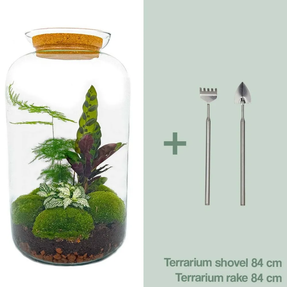 La Green Touch Terrariums Et Compositions | - Kit terrarium diy - samos avec led calathea + fittonia rouge et verte - pelle + rateau + pince + ciseau
