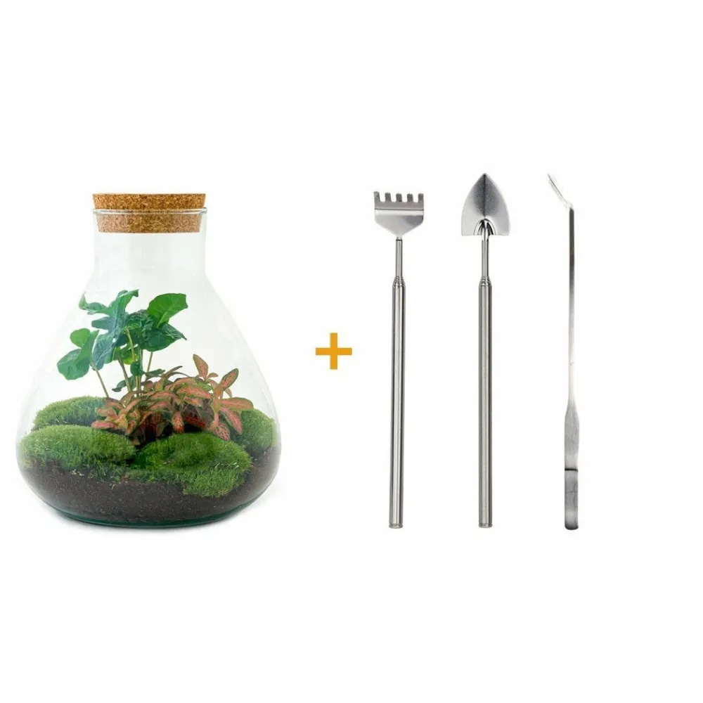 La Green Touch Terrariums Et Compositions | - Kit terrarium diy - sama caféier + fittonia rouge - rateau + pelle + pince