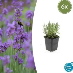 La Green Touch - Lavande angustifolia 'munstead' x6 – entre 0,38 et 0,5m2