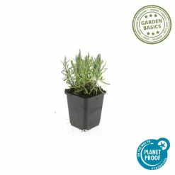 La Green Touch - Lavande angustifolia 'munstead' x6 – entre 0,38 et 0,5m2