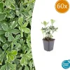 La Green Touch Plantes Vivaces | - Pachysandre du japon 'variegata' x60 – entre 3,75 et 5m2