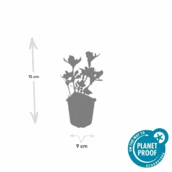 La Green Touch Plantes Vivaces | - Pachysandre du japon 'variegata' x60 – entre 3,75 et 5m2
