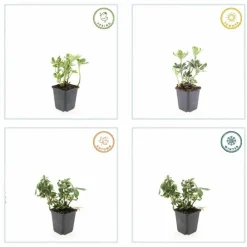 La Green Touch Plantes Vivaces | - Pachysandre du japon 'variegata' x60 – entre 3,75 et 5m2