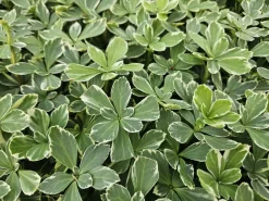 La Green Touch Plantes Vivaces | - Pachysandre du japon 'variegata' x60 – entre 3,75 et 5m2