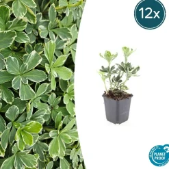 La Green Touch Plantes Vivaces | - Pachysandre du japon 'variegata' x60 – entre 3,75 et 5m2