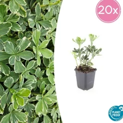 La Green Touch Plantes Vivaces | - Pachysandre du japon 'variegata' x60 – entre 3,75 et 5m2
