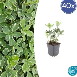 La Green Touch Plantes Vivaces | - Pachysandre du japon 'variegata' x60 – entre 3,75 et 5m2