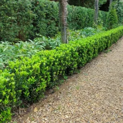 La Green Touch - 72 plantes euonymus 'green spire' Online