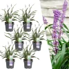 La Green Touch - 6 x liriope muscari 'ingwersen' Online