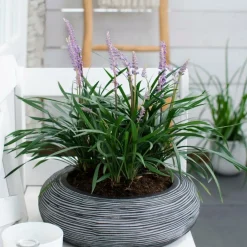 La Green Touch - 6 x liriope muscari 'ingwersen' Online