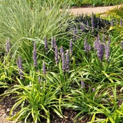 La Green Touch - 6 x liriope muscari 'ingwersen' Online